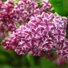 Lilas Sensation - Syringa Vulgaris -Boutique Pafurme Syringa vulgaris Sensation 7586 1