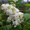 Lilas - Syringa Vulgaris Madame Lemoine -Boutique Pafurme Syringa vulgaris Madame Lemoine copyright 75852 1