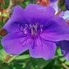 Tibouchina Groovy Baby - Tibouchina Nain 2 Tibouchina Groovy Baby - Tibouchina Nain -Boutique Pafurme Tibouchina Groovy baby 83472 1