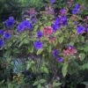 Tibouchina Urvilleana - Tibouchine D'Urville. -Boutique Pafurme Tibouchina urvilleana 83473 1