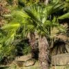 Palmier De Chine - Trachycarpus Fortunei -Boutique Pafurme Trachycarpus fortunei copyright 95262 1