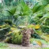 Trachycarpus Wagnerianus - Palmier Miniature -Boutique Pafurme Trachycarpus wagnerianus 82233 P