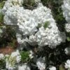 Viorne - Viburnum Eskimo -Boutique Pafurme Viburnum Eskimo 84371 1