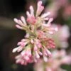 Viorne D'hiver - Viburnum Bodnantense Charles Lamont. 2 Viorne D'hiver - Viburnum Bodnantense Charles Lamont. -Boutique Pafurme Viburnum bodnantense Charles Lamont 84373 1