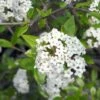 Viburnum Burkwoodii - Viorne De Burkwood -Boutique Pafurme Viburnum burkwoodii 781851 1