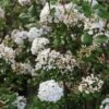 Viorne De Burkwood - Viburnum Burkwoodii Ann Russell 2 Viorne De Burkwood - Viburnum Burkwoodii Ann Russell -Boutique Pafurme Viburnum burkwoodii Ann Russell 84374 1