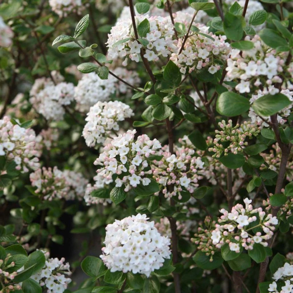 Viorne De Burkwood - Viburnum Burkwoodii Ann Russell 3 Viorne De Burkwood - Viburnum Burkwoodii Ann Russell