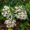 Viburnum Burkwoodii Conoy - Viorne De Burkwood 1 Viburnum Burkwoodii Conoy - Viorne De Burkwood -Boutique Pafurme Viburnum burkwoodii Conoy 89390 1