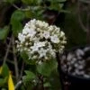 Viorne - Viburnum (x) Carlcephalum -Boutique Pafurme Viburnum carlcephalum 9631 1
