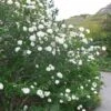 Viburnum Carlesii Juddii - Viorne -Boutique Pafurme Viburnum carlesii Juddii 89388 1