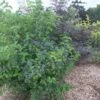 Viburnum Dentatum Blue Muffin - Viorne Dentée -Boutique Pafurme Viburnum dentatum Blue Muffin 81426 1
