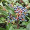 Viorne - Viburnum Globosum Jermyns Globe -Boutique Pafurme Viburnum globosum Jermyns Globe 84377 1