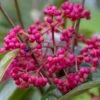 Viorne - Viburnum Nudum Brandywine 2 Viorne - Viburnum Nudum Brandywine -Boutique Pafurme Viburnum nudum Brandywine copyright 1008941 1