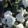 Viorne - Viburnum Plicatum Grandiflorum -Boutique Pafurme Viburnum plicatum Grandiflorum Noble 84380 1