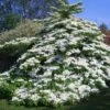 Viorne De Chine - Viburnum Plicatum Tomentosum -Boutique Pafurme Viburnum plicatum Tomentosum 1002362 1