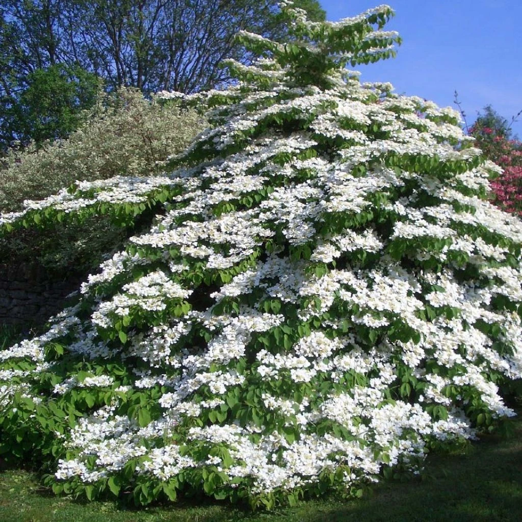 Viorne De Chine - Viburnum Plicatum Tomentosum 3 Viorne De Chine - Viburnum Plicatum Tomentosum