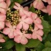 Viorne - Viburnum Plicatum Pink Beauty 1 Viorne - Viburnum Plicatum Pink Beauty -Boutique Pafurme Viburnum plicatum pink beauty 7542 1