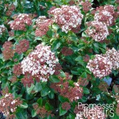 Viorne, Laurier Tin - Viburnum Tinus Gwenlian