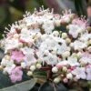 Viorne, Laurier Tin- Viburnum Tinus Spirit