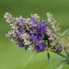 Vitex Agnus-castus Blue Puffball - Gattilier -Boutique Pafurme Vitex agnus 85811 1