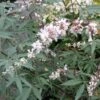 Vitex Agnus-castus Albus - Gattilier Blanc -Boutique Pafurme Vitex agnus castus Alba 781856 1