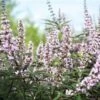 Vitex Agnus-castus Galactic Pink - Gattilier 2 Vitex Agnus-castus Galactic Pink - Gattilier -Boutique Pafurme Vitex agnus castus Galactic Pink Gattilier IF 17954 1