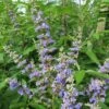 Vitex Agnus-castus Magical Summertime Blues - Gattilier 2 Vitex Agnus-castus Magical Summertime Blues - Gattilier -Boutique Pafurme Vitex agnus castus Magical Summertime Blues Helen Froehlich Gattilier IF 17955 1