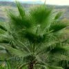Washingtonia Robusta - Palmier Du Mexique -Boutique Pafurme Washingtonia robusta 82235 1