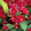 Weigelia Hybride Cherry Love 1 Weigelia Hybride Cherry Love -Boutique Pafurme Weigela Cherry Love IF 17263 1