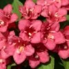 Weigela Hybride Eva Rathke -Boutique Pafurme Weigela Eva Rathke 87494 1