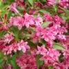 Weigela Minuet 1 Weigela Minuet -Boutique Pafurme Weigela Minuet copyright 1008971 1
