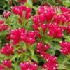 Weigela Picobella Rosso -Boutique Pafurme Weigela Picobella Rosso copyright 179561 1