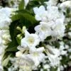 Weigela Snowflake -Boutique Pafurme Weigela Snowflake copyright 1002901 1