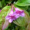 Weigela Wings Of Fire -Boutique Pafurme Weigela Wings of Fire 84389 1