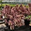 Weigela Florida Big Love -Boutique Pafurme Weigela florida Big Love 16348 1