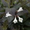 Weigela Florida Ebony And Ivory 1 Weigela Florida Ebony And Ivory -Boutique Pafurme Weigela florida EBONY AND IVORY NOBLE 84392 1