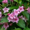 Weigela Florida Korea -Boutique Pafurme Weigela florida Korea copyright 1009001 1