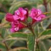 Weigela Florida Moulin Rouge (Brigela) -Boutique Pafurme Weigela florida MOULIN ROUGE Brigela 84394 1