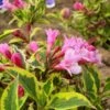 Weigela Florida Magical Rainbow -Boutique Pafurme Weigela florida Magical Rainbow 781857 1