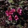 Weigela Florida Minor Black -Boutique Pafurme Weigela florida Minor Black 84393 1