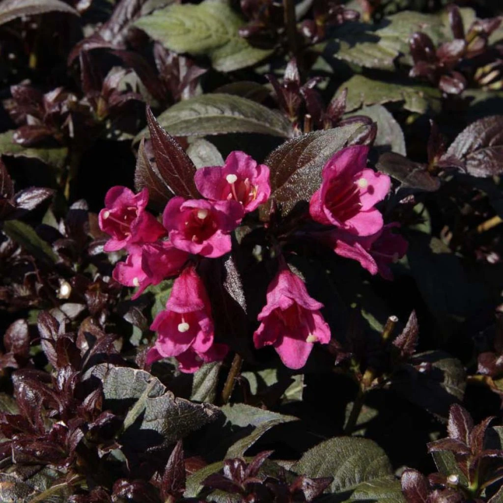 Weigela Florida Minor Black 3 Weigela Florida Minor Black