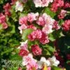 Weigela Hybride Carnaval -Boutique Pafurme Weigela hybride Carnaval 100238 1