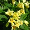 Weigela Middendorffiana -Boutique Pafurme Weigela middendorffiana 781921 1