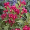 Weigela All Summer Red -Boutique Pafurme Weigelia All Summer Red 84476 1