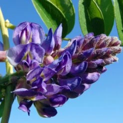 Glycine - Wisteria Frutescens Longwood Purple