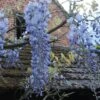Glycine Blue Moon - Wisteria Frutescens Var. Macrostachya -Boutique Pafurme Wisteria macrostachya Blue Moon 88235 1