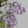 Glycine Gracieuse - Wisteria Venusta (brachybotrys) Okayama -Boutique Pafurme Wisteria venusta Okayama 681467 1