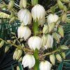 Yucca Gloriosa - Dague Espagnole