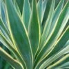 Yucca Gloriosa Variegata - Dague Espagnole -Boutique Pafurme Yucca gloriosa Variegata 82238 1