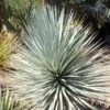 Yucca Rigida Blue Sentry - Yucca Sentinelle Bleue